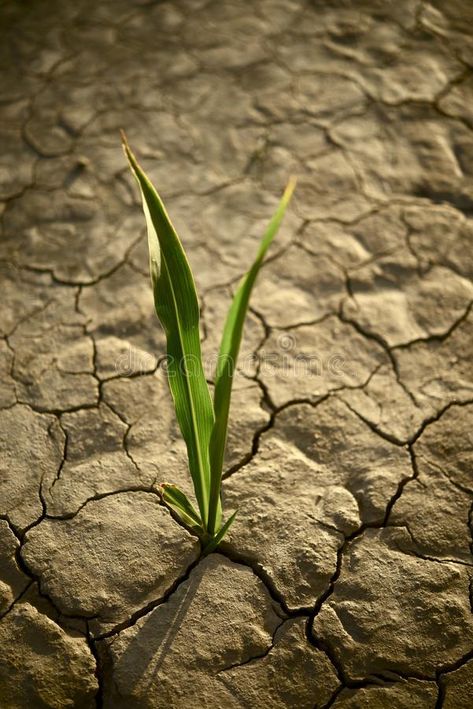 There is Hope. Small Plant on the Cracked Dry Land. Drought Photo Collection , #ad, #Plant, #Cracked, #Hope, #Small, #Dry #ad Save Soil, Blessed Assurance, Church Media Design, Dry Land, Finding Hope, Kid Friendly Activities, Village Life, Art Calligraphy, Drawing Images