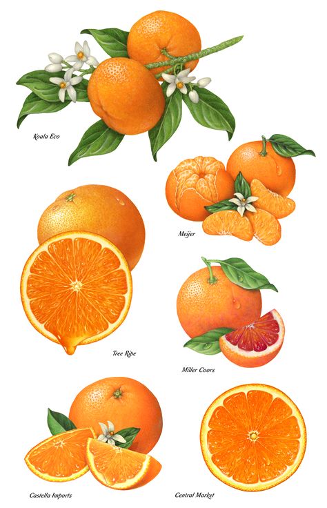 Orange Packaging, Fruit Poster, Fruits Drawing, Orange Painting, Watercolor Fruit, Fruit Illustration, Fruit Painting, Orange Fruit, Exotic Fruit