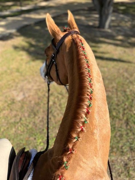 Braids are such a classic tradition for the hunters. There’s not much more beautiful than a stunning set of braids! But sometimes it’s great to buck tradition and get a little more creative—especially during the holidays. Professional braiders across the country brought their best for these amazing holiday braids. Hunter Braids, Horse Hairstyles, Mane Braids, Horse Mane Braids, Holiday Braids, Horse Braids, Braiding Ideas, Horse Braiding, Hunter Horse