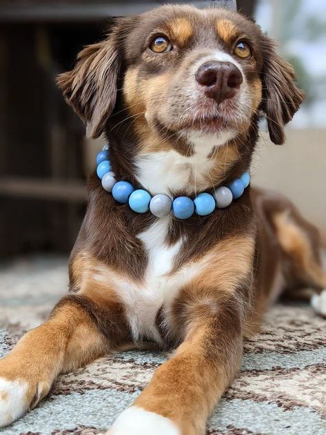 Diy Beaded Dog Necklace, Dog Beaded Collar, Dog Collar Beads, Diy Beaded Dog Collar, Diy Dog Necklace, Dog Jewelry Collar, Dog Collar Diy Tutorials, Dog Collar Ideas, Dog Necklace Collar