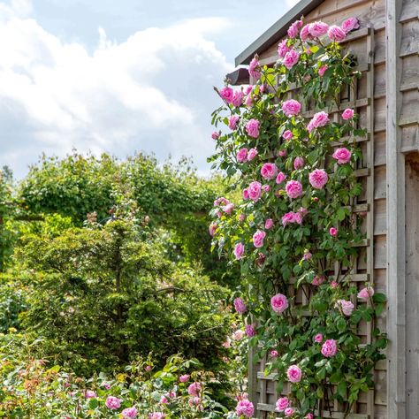 COTTAGE GARDEN STYLE PILLARSof potential   Turn a simple pillar into a pretty perfumed masterpiece by covering with a climbing or small rambling rose. Although basic in shape, a pillar provides the perfect support for a rose to climb. From porches and balconies to carports and pergolas, the potential of a pilar should Iceberg Climbing Rose, Rose Climbing, Deadheading Roses, Gertrude Jekyll, Rose Trellis, Famous Gardens, Climbing Rose, Rose Care, Shrub Roses