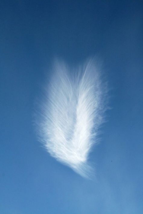 Angel wing cloud.      Spiritual Connection can come in many forms. As you work with your Spirit Guides, Angels or other Deity, you will find they have favorite ways of connecting with you and will use those ways most of the time so that you... Angel In The Sky, Angel Clouds, Angel Signs, I Believe In Angels, Archangel Raphael, Archangel Gabriel, Ange Demon, Spirit Guide, Angels Among Us