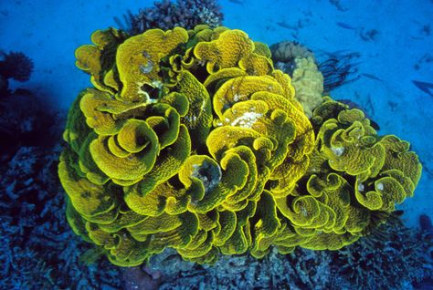 Lettuce coral Lettuce Coral, Coral Collection, Plant Biology, Nail Guards, Woodlice, Cnidaria, Life Under The Sea, Seascape Art, Sea Coral