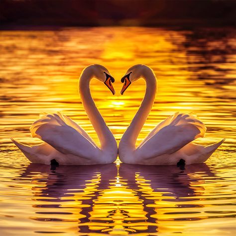 ✅ A breathtaking photograph of two elegant swans gracefully gliding in a peaceful lake. The swans are positioned face-to-face, their necks forming a heart shape, creating an enchanting and romantic atmosphere. The golden sunset casts a warm, vibrant glow on the serene water, reflecting the rich hues of the sky. The tranquil atmosphere is further enhanced by the rippling water and the soft silhouette of the swans against the setting sun. This captivating image captures the essence of beauty, h... Love In Nature, Two Swans, Swan Love, Beautiful Swan, Golden Sunset, The Setting Sun, Art Curator, Power Of Love, Romantic Atmosphere