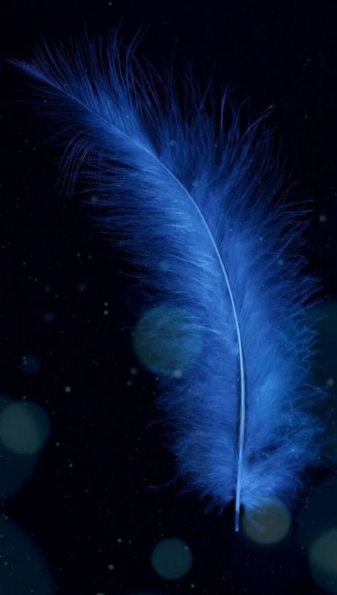 Feathers Photography, Falling Feathers, Arte Glitter, Black Flowers Wallpaper, Zen Pictures, Black And Blue Wallpaper, Live Pictures, Optical Illusion Wallpaper, Feather Photography