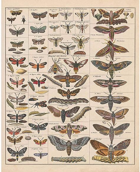 Nature Aestethic, Cottagecore Photos, Cottagecore Furniture, Anatomy Of Type, Entomology Decor, Entomology Illustration, Cottagecore Posters, Moth Species, Butterfly Poster