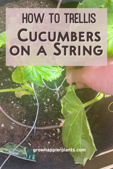 How To Trellis Cucumbers, Trellis Cucumbers, String Trellis, Growing Cucumbers Vertically, Cucumber Seedlings, Trough Garden, Growing From Seeds, Ladder Trellis, Cucumber Trellis Diy