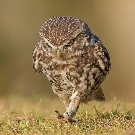 Owls Funny, Owl Legs, Owl Facts, Burrowing Owl, Funny Owls, Owl Photos, Cute Owls, Nocturnal Animals, Make A Decision