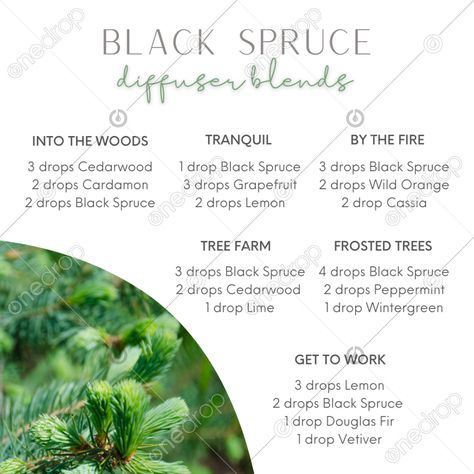 Northern Black Spruce Diffuser Blends, Doterra Black Spruce Diffuser Blends, Doterra Black Spruce, Northern Lights Black Spruce Blends, Spruce Essential Oil Blends, Northern Lights Black Spruce Diffuser, Black Spruce Diffuser Blends, Forest Diffuser Blends, Doterra Roller Blends