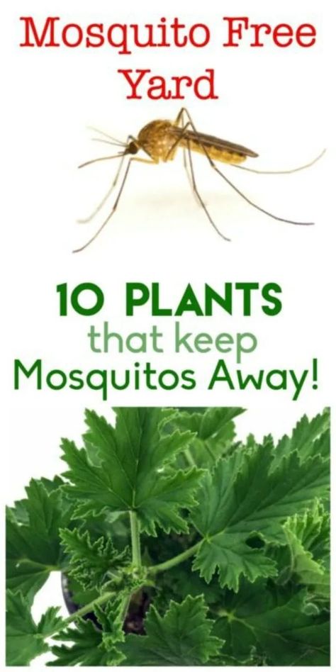 Plants Backyard Ideas, Plants Safe For Dogs, Dog Safe Plants, Insect Repellent Plants, Why Men Cheat, Plants Backyard, Spring Lawn Care, Mosquito Plants, Mosquito Repelling