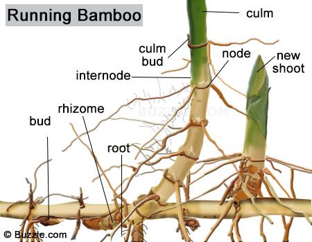 Bamboo is the largest member of the grass family. Among the various types of bamboo, there are some that are gigantic and almost treelike, while dwarf varieties can be small enough to grow in containers. Here we discuss the scientific classification of bamboos, their growth pattern, preferred temperature zones, and utility in everyday life. Bamboo Types, Bamboo Ideas, Indoor Bamboo, Bamboo Landscape, Bamboo Containers, Giant Bamboo, Bamboo Species, Clumping Bamboo, Bamboo Diy