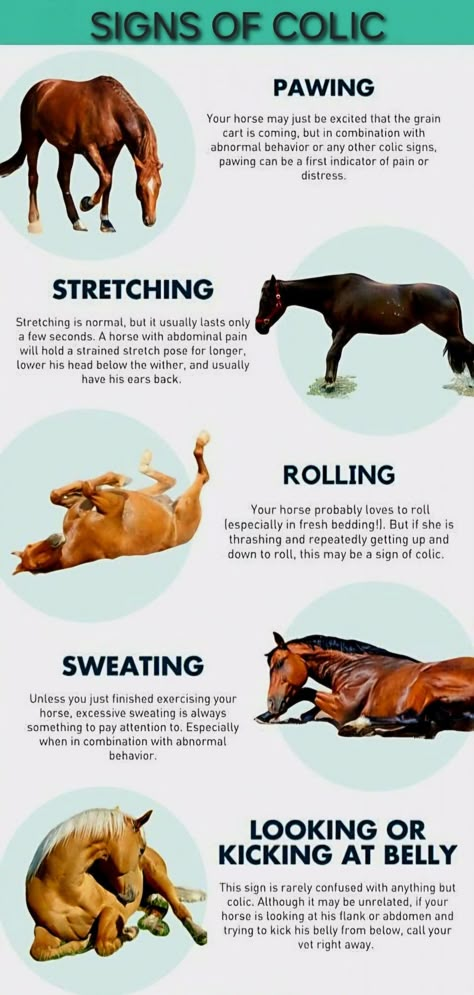 Signs a horse experiencing Colic! Colic In Horses, Surgical Stitches, Equine Studies, Horse First Aid, Veterinary Nursing, Rare Horse Breeds, Veterinary Tech, Equine Anatomy, Dog And Horse