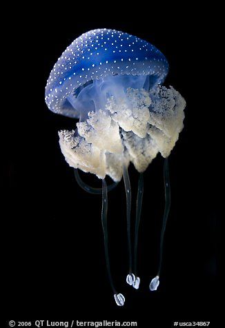 Blue jellyfish Types Of Jellyfish, Pictures Of California, Jellyfish Images, Jellyfish Species, Sea Jellies, Ocean Stuff, Blue Jellyfish, Jellyfish Art, Monterey Bay Aquarium