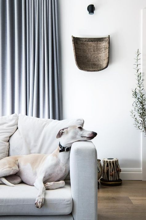 >> [5 ways to make your home more pet-friendly] Dog Whippet, Hanging Rattan Chair, Country Style Living Room, At Home Photoshoot, Bed Nook, Dog At Home, Hanging Rattan, Pets At Home, Dogs At Home