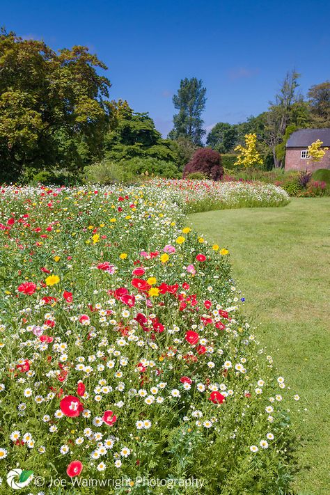 Wild Flowers In Garden, Wild Meadow Garden, Wildflowers On Hillside, Wild Garden Landscaping, Wild Flower Garden Ideas, Flowers In August, Wild Flower Garden, Orchard Garden, Wild Flower Meadow