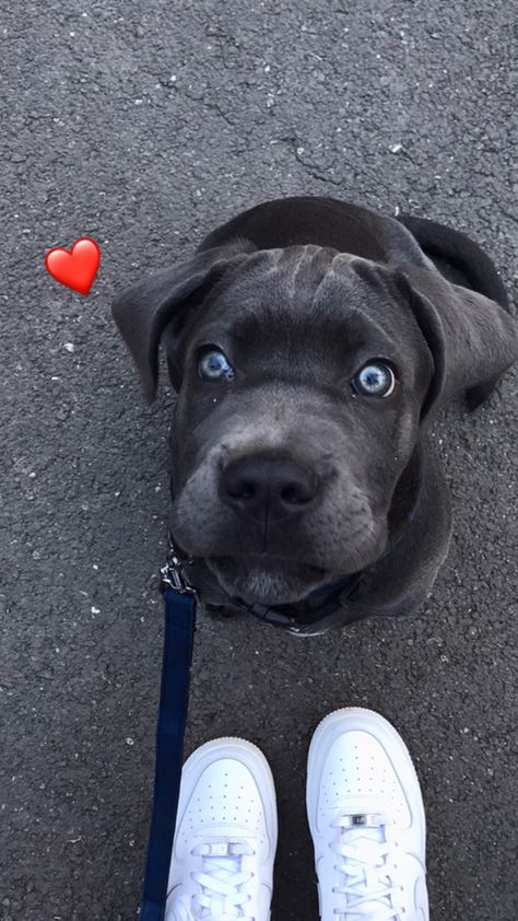 Blue eyes cane Corso Cute Cane Corso Puppies, Cane Corso Blue Eyes, Came Corso Aesthetic, Cane Corso Dog Aesthetic, Blue Cane Corso Puppy, Came Corso Puppy, Came Corso Dog, Cane Corso Cute, Blue Eye Dog