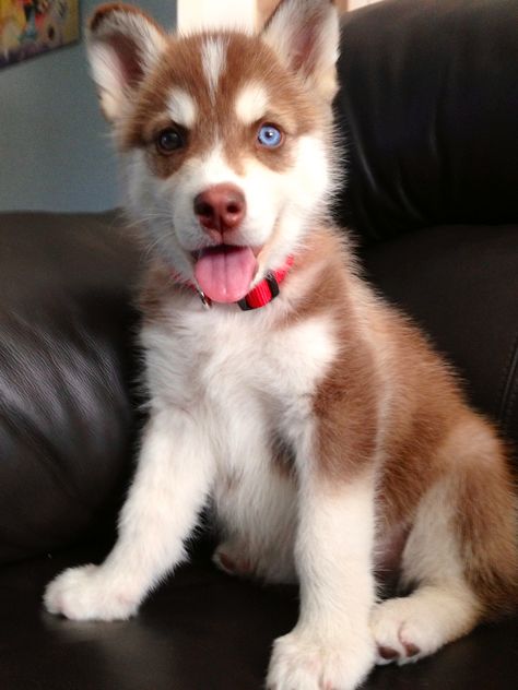 Red husky puppy :) I want one soooo bad Red Husky Puppies, Red Husky, Cute Husky Puppies, Husky Puppies For Sale, Husky Breeds, Husky Puppies, Cute Husky, Siberian Husky Dog, Siberian Husky Puppies