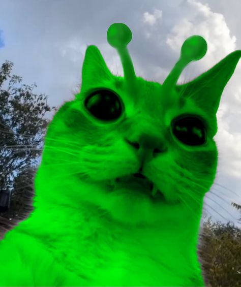 Silly Alien, Alien Animals, Gnarp Gnarp, Alien Cat, Green Cat, Cats Pictures, Silly Cats Pictures, Silly Cats, Ancient Times