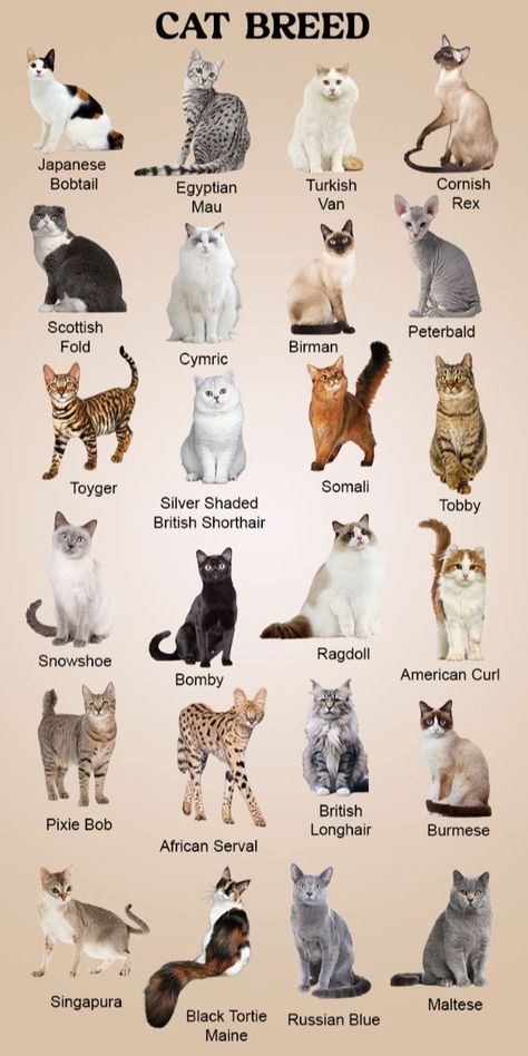 Pics Of Kittens, Types Of Cats Breeds, Cat Breeds List, Cat Breeds Chart, Wild Cat Species, Black Cat Breeds, All Cat Breeds, Herding Cats, Wholesome Pictures