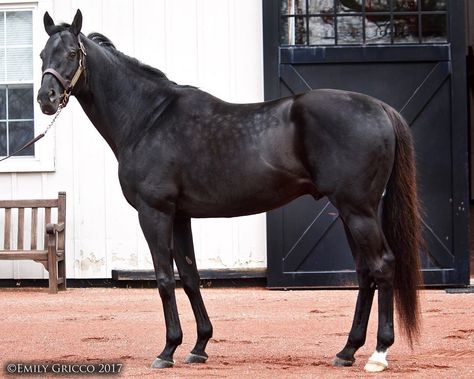 10k Horse Racing Enthusiasts❤️ on Instagram: “Sad to say the stunningly gorgeous Hat Trick has died after covering a mare. He was the first stallion of the legendary Sunday Silence to…” Throughbred Horses, Irish Horse, Thoroughbred Racehorse, Famous Horses, Crochet Horse, Types Of Horses, Cute Ponies, Race Horse, Black Shades