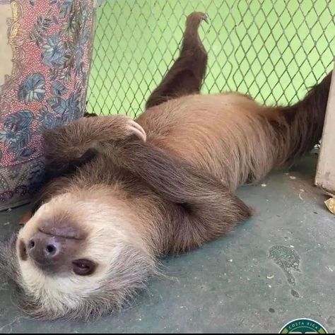 My Mood Right Now, Cute Sloth Pictures, Sloth Pictures, Mood Right Now, Cute Sloths, A Sloth, Cute Sloth, Silly Animals, My Mood