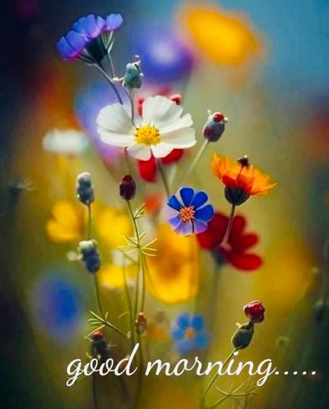 Friday Good Morning, Latest Good Morning Images, Good Morning Massage, Morning Pic, Saree Model, Good Morning Sister, Latest Good Morning, Morning Flowers Quotes, Good Morning Nature