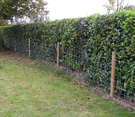 Stock netting has many domestic and agricultural uses. Dog Proof Garden, Dog Proof Fence, Stock Fencing, Laurel Hedge, Post And Rail Fence, Provence Garden, Sacred Garden, Garden Hedges, Farm Fence