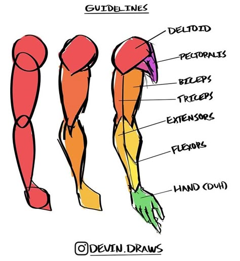 Arm Anatomy, Arm Drawing, Anatomy Tutorial, Drawing Hands, Human Body Anatomy, Human Anatomy Drawing, Body Drawing Tutorial, Christopher Lee, Human Anatomy Art