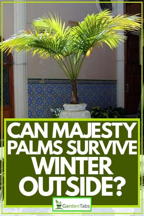 Can Majesty Palms Survive Winter Outside? Article by GardenTabs.com #garden #gardening #gardendesign #gardenideas #gardeningtips Palm Plant Care, Palm Tree Care, Potted Palm Trees, Majesty Palm, Winter Outside, Majestic Palm, Survive Winter, Christmas Palm Tree, Potted Palms