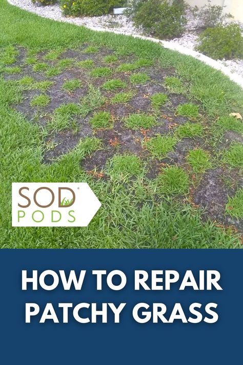 How to repair patchy grass with grass plugs

#guide #howto #sodpods #lawn #grass #grassplugs St Augustine, Lawn Care, Lawn, Repair