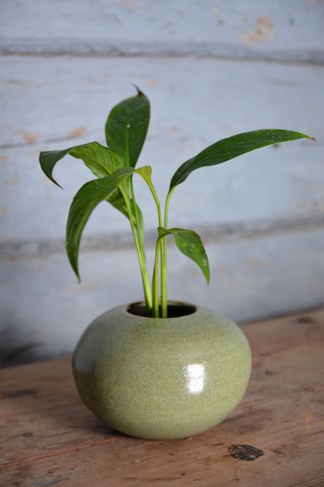 Window Sill Plants, Plant Pottery, Pottery Plant Pots, Pot Flowers, Diy Keramik, Ceramic Cafe, Plants Diy, Small Pottery, Planting Pot