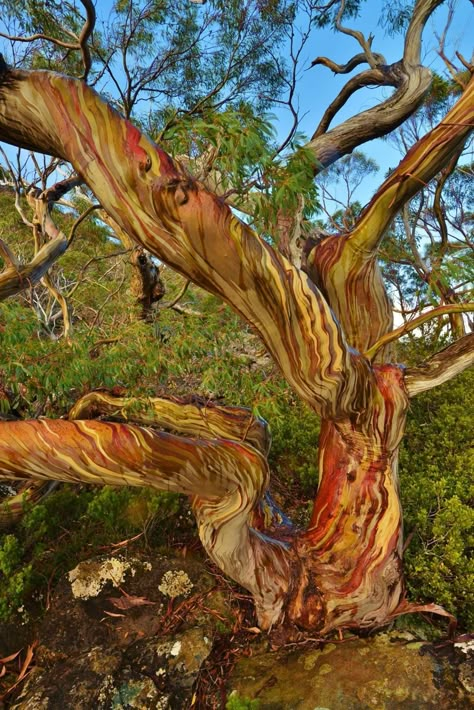 Rainbow Eucalyptus Tree Tattoo, Arbutus Tree Tattoo, Madrona Tree, Australian Forest, Madrone Tree, Bristlecone Pine Tree, Arbutus Tree, Rainbow Eucalyptus Tree, Australian Eucalyptus