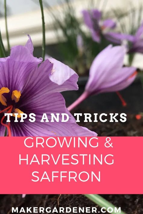 How to grow and harvest saffron at home. Tips and tricks on growing one of world's most expensive spice in own home garden. #growingsaffron #saffron Saffron Health Benefits, Growing Saffron, Saffron Plant, Benefits Of Saffron, Apple Tree Care, Growing Vegetables At Home, Saffron Flower, Gothic Garden, Plant Guide