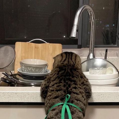 CatsVideos on Instagram: "kitchen helper #cat #catsofinstagram #catlover" Cats In The Kitchen, Cat In Kitchen, Cat With Dog, Negative Reinforcement, Kitten Training, Therapy Dog Training, Cat Kitchen, Service Dog Training, 2024 Kitchen