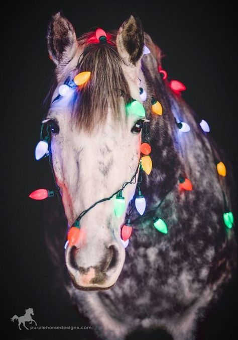 Merry & Bright! ✨ Photo: Purple Horse Design #ChristmasLights #DappleGray #Equestrian #Horses #EquestrianChristmas #Christmas #Holiday #EquestrianLifestyle #EQLiving #HappyHolidays A Horse, Christmas Lights, Horses, Christmas, White