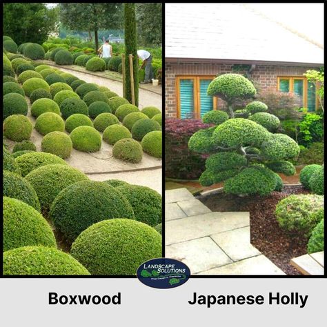 boxwood alternatives Compact Japanese Holly Landscape, Japanese Holly Landscaping, American Boxwood, Japanese Holly, Japanese Boxwood, Holly Plant, Holly Bush, Box Wood Shrub, Knockout Roses