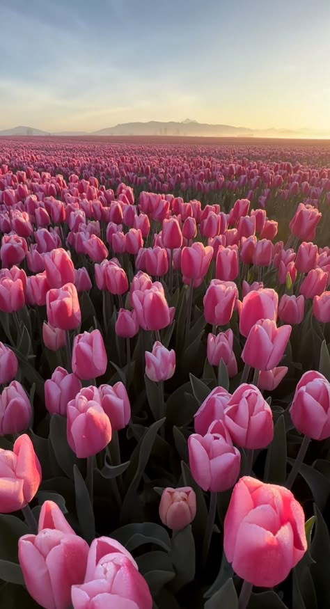 Pink Wallpaper Widgetsmith, Tulips Lockscreen, Flowers Photography Wallpaper, Boquette Flowers, Simple Phone Wallpapers, Lovely Flowers Wallpaper, Tulip Fields, Nothing But Flowers, No Rain