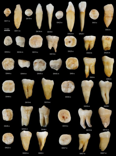 African Ancestors, Teeth Aesthetic, Human Migration, Journal Nature, Dental Anatomy, Human Teeth, Loose Tooth, Fossil Teeth, Natural Teeth Whitening