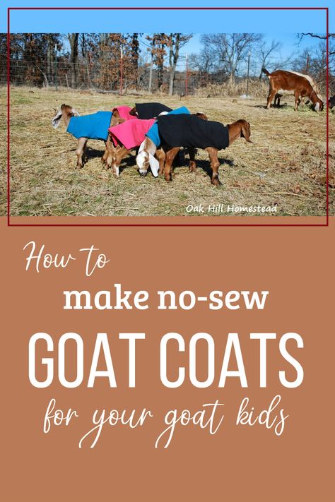 How to make no-sew goat coats for your goat kids. Click for the directions. Goat Blanket Diy, Goat 4h Projects, Goat Coat Pattern, Goat Signs Funny, 4-h Goat Project, Boar Goats, Goat Accessories, Goat Blanket, Goat Supplies