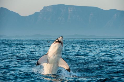 We're more likely to die from a champagne cork than a shark attack, so why do sharks have such a bad reputation? The post How Dangerous Are Sharks To Humans? The Truth About A Misunderstood Species appeared first on Plant Based News. Pictures Of South Africa, Tattoo Shark, Muscular System Anatomy, Shark Wall Art, Adventure Pictures, Shark Cage Diving, False Narrative, Shark Conservation, Shark Cage