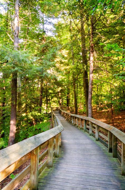 7 Best Hikes To Experience In Ohio Ohio Hikes, Mohican State Park Ohio, Hiking In Ohio, Ohio Buckeye Tree, Ohio Hiking, Ohio Vacations, Hocking Hills State Park, Vacay Ideas, Cuyahoga Valley National Park