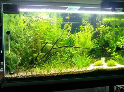 30 Gallon Fish Tanks (page 29) | RateMyFishTank.com 30 Gallon Fish Tank Ideas, Walstad Aquarium, 30 Gallon Fish Tank, Paludarium Ideas, Tank Pictures, Aqua Design, Turtle Stuff, Fish Tank Ideas, Betta Tank