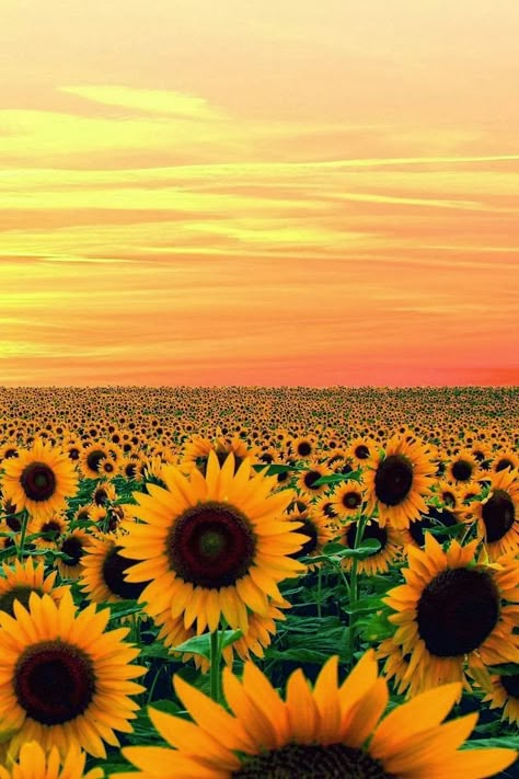 Weekend Quotes, Sunflower Field, Sunflower Fields, Sticker Ideas, Flower Field, Nature Scenes, Love Flowers, Ponds, Nature Beauty