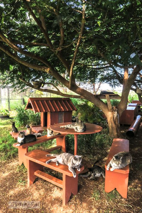 The large shade trees and out buildings of the Lanai Cat Sanctuary in Hawaii, home of 800 cats. Cat Sanctuary Ideas, Pfp Cat Funny, Standing Side View, White Cat Pfp, Cat Shelves Wall, Animal Sanctuary Ideas, Funny Cat Aesthetic, Wall Cat Shelves, Cat Daycare