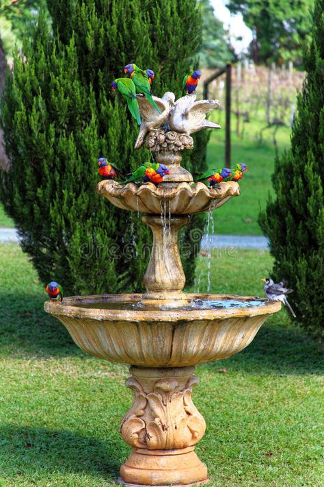 Exotic birds splash in water fountain. A flock of Rainbow Lorikeets having a bat #Sponsored , #paid, #Paid, #splash, #Exotic, #Lorikeets, #water Colourful Animals, Bird Fountain, Australian Wildlife, Sit Out, Home Garden Design, Bird Baths, Garden Fountains, Exotic Birds, Bird Garden