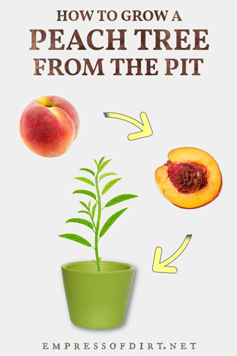 How to grow a peach tree starting with the pit (seed/stone) from a grocery store peach. The same instructions work for other cold hardy stone fruits including plums, nectarines, and cherries. Cherry Tree From Seed, Growing Peach Trees, Fruit Trees Backyard, Planting Fruit, Planting Fruit Trees, Store Fruit, Plum Seed, Growing Trees, Growing Fruit Trees