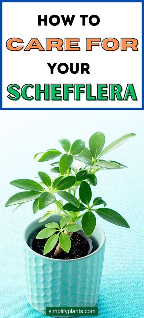 indoor gardening, watering tips, sunlight requirements, soil nutrients, container gardening, leaf health, air purification, plant propagation, natural fertilizers,  indoor plant care, houseplant health -Caring for your Schefflera plant, indoor plant care, houseplant care, 
tropical plant care, watering Schefflera, pruning indoor plants, plant 
maintenance, Schefflera propagation, repotting plants, plant health,  Schefflera care tips, indoor gardening, plant care guide, 
houseplant care tips Schefflera Plant Care, Schefflera Plant, Plant Parenting, Umbrella Plant, Umbrella Tree, Growing Garden, Let It Grow, Plant Care Houseplant, Plant Problems