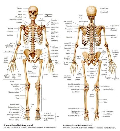 Gcse Resources, Human Skeletal System, Human Muscle Anatomy, Body Bones, Anatomy Bones, Skeleton Anatomy, Medical School Life, Nurse Study Notes, Basic Anatomy And Physiology