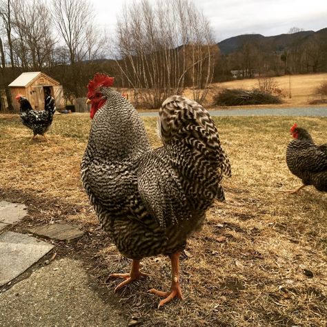 Barred Rock Rooster, Barred Rock Chickens, Heritage Chicken Breeds, Barred Rock, Best Egg Laying Chickens, Chicken Raising, Hobby Farming, Raising Goats, Raising Backyard Chickens