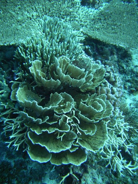 lettuce coral Lettuce Coral, Sea Moodboard, Fish References, Life In Water, Mermaid Background, Coral Reef Art, Coral Ocean, Ocean Projects, Coral Bleaching